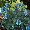 Corydalis Blue Heron Corydalis Blue Heron