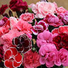 Dianthus Garden Pleasure Dianthus Garden Pleasure
