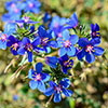 Anagallis Skylover Blue Pimpernel
