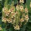 Verbascum Dark Eyes