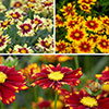 Coreopsis Uptick Collection