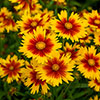 Coreopsis Uptick Collection