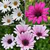 Hardy Cape Daisy Collection