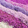 Carpet Phlox Collection Carpet Phlox Collection