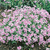 Carpet Phlox Collection Carpet Phlox Collection