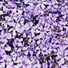 Carpet Phlox Collection Carpet Phlox Collection