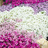 Carpet Phlox Collection Carpet Phlox Collection