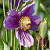 Meconopsis Hensol Violet