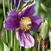 Meconopsis Hensol Violet