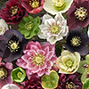 Hellebore Double Queen
