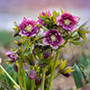 Hellebore Double Queen