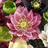 Hellebore Double Queen