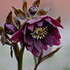 Hellebore Double Queen