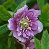 Hellebore Double Queen