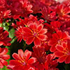 Lewisia cotyledon Sunset Glow Lewisia cotyledon Sunset Glow