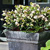Hellebore Winterbells Hellebore Winterbells