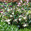 Hellebore Winterbells Hellebore Winterbells