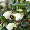 Hellebore Winterbells Hellebore Winterbells