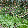 Hellebore Winterbells Hellebore Winterbells