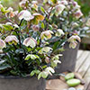 Hellebore Winterbells Hellebore Winterbells