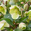Hellebore Winterbells Hellebore Winterbells