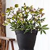 Hellebore Winterbells Hellebore Winterbells