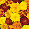 French Marigold Bonanza Mix French Marigold Bonanza Mix