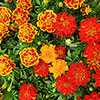 French Marigold Bonanza Mix French Marigold Bonanza Mix