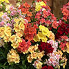 Antirrhinum Double Shot Mix Antirrhinum Double Shot Mix