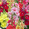 Antirrhinum Double Shot Mix Antirrhinum Double Shot Mix