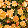 Begonia Apricot Fiery Shades - New Improved