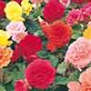 Begonia Non Stop Mix