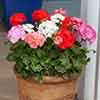 Upright Zonal Geranium Parade Mix Upright Zonal Geranium Parade Mix
