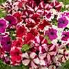 Petunia Express Ice Mix Petunia Express Ice Mix