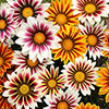 Gazania Firecracker