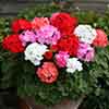 Upright Zonal Geranium Parade Mix Upright Zonal Geranium Parade Mix
