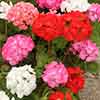 Upright Zonal Geranium Parade Mix Upright Zonal Geranium Parade Mix