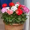 Upright Zonal Geranium Parade Mix Upright Zonal Geranium Parade Mix
