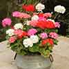 Upright Zonal Geranium Parade Mix Upright Zonal Geranium Parade Mix