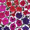 Petunia Express Ice Mix