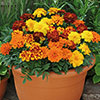 French Marigold Bonanza Mix French Marigold Bonanza Mix