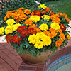French Marigold Bonanza Mix French Marigold Bonanza Mix