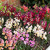 Antirrhinum Antiquity Mixed