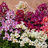 Antirrhinum Antiquity Mixed