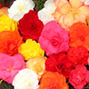 Begonia Compacta
