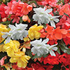 Begonia Super Cascade