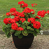 Upright Zonal Geranium Upright Zonal Geranium