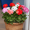 Upright Zonal Geranium Parade Mix Upright Zonal Geranium Parade Mix