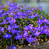 Lobelia Royal Blue Lobelia Royal Blue