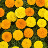 Marigold African Sun Mix Marigold African Sun Mix